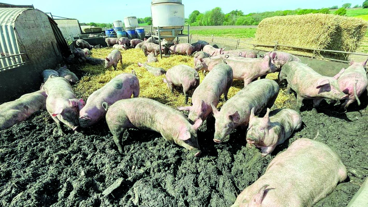 farma svinja za početnike