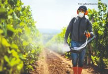 ekološka zaštita vinograda zaštita ekološkog vinograda