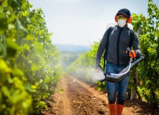 tretiranje vinograda protiv plamenjače i pepenice zaštita vinograda
