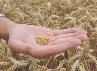 gnojidba pšenice dušikom