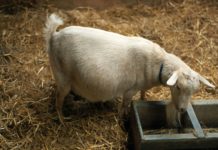 pobačaji kod ovaca pobačaji kod koza