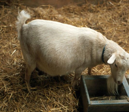 pobačaji kod ovaca pobačaji kod koza