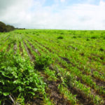 Zašto korovi postaju otporni na herbicide?