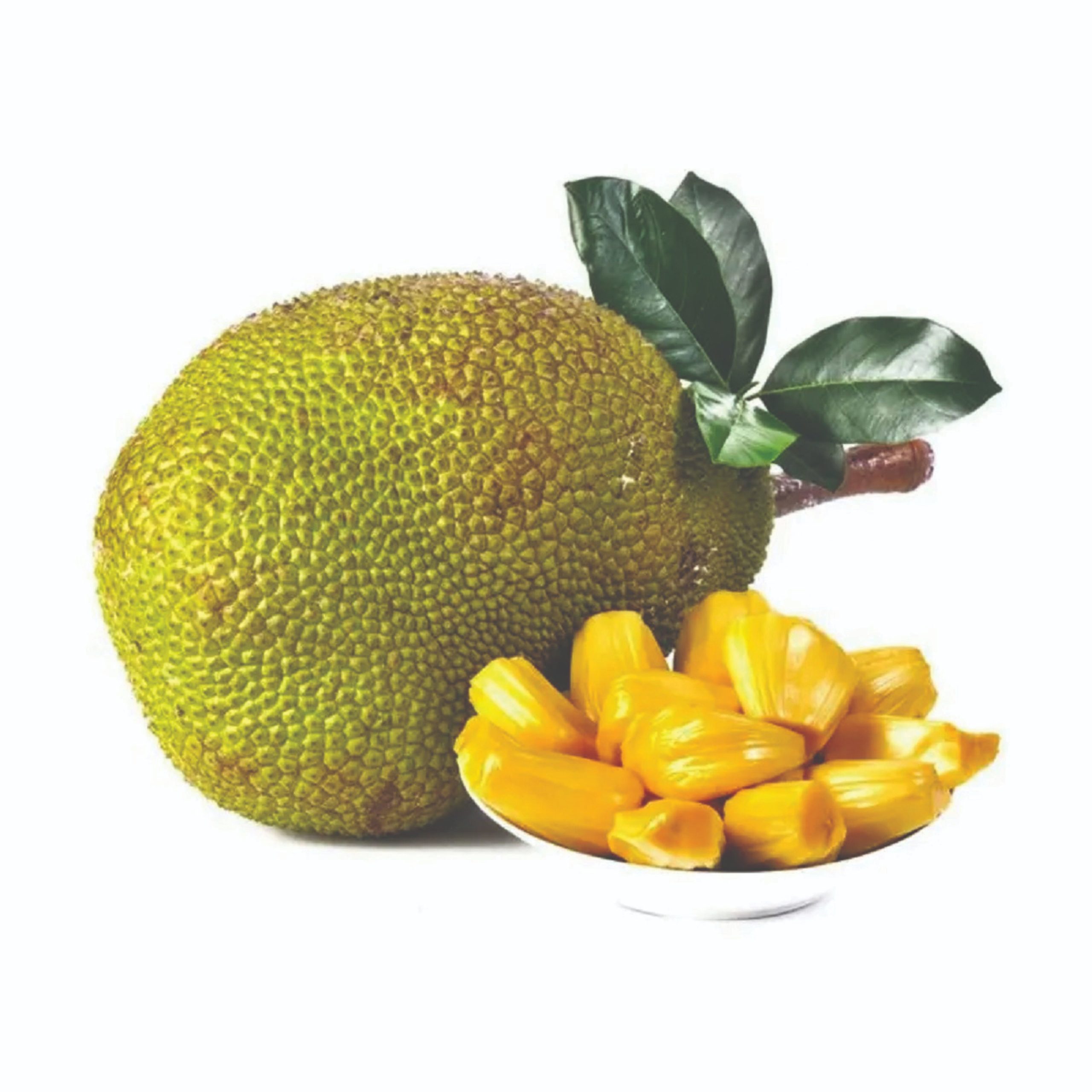 jackfruit nangka