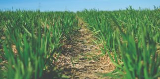 važnost mikroelemenata gnojidba ječma gnojidba strnih žitarica