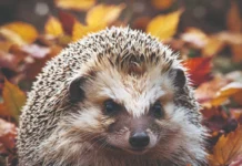 Ježevi kao mogući prenositelji bolesti