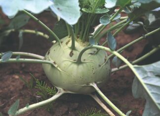 Korabica – hranjivi križanac kupusa i repe