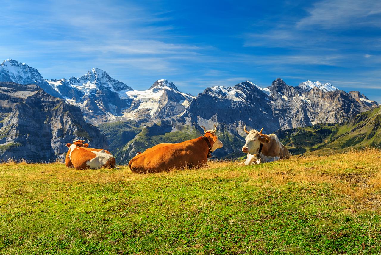 Sustav krava-tele iz Alpa