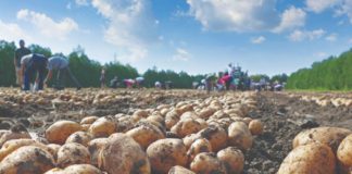 uzgoj krumpira u sušnim uvjetima