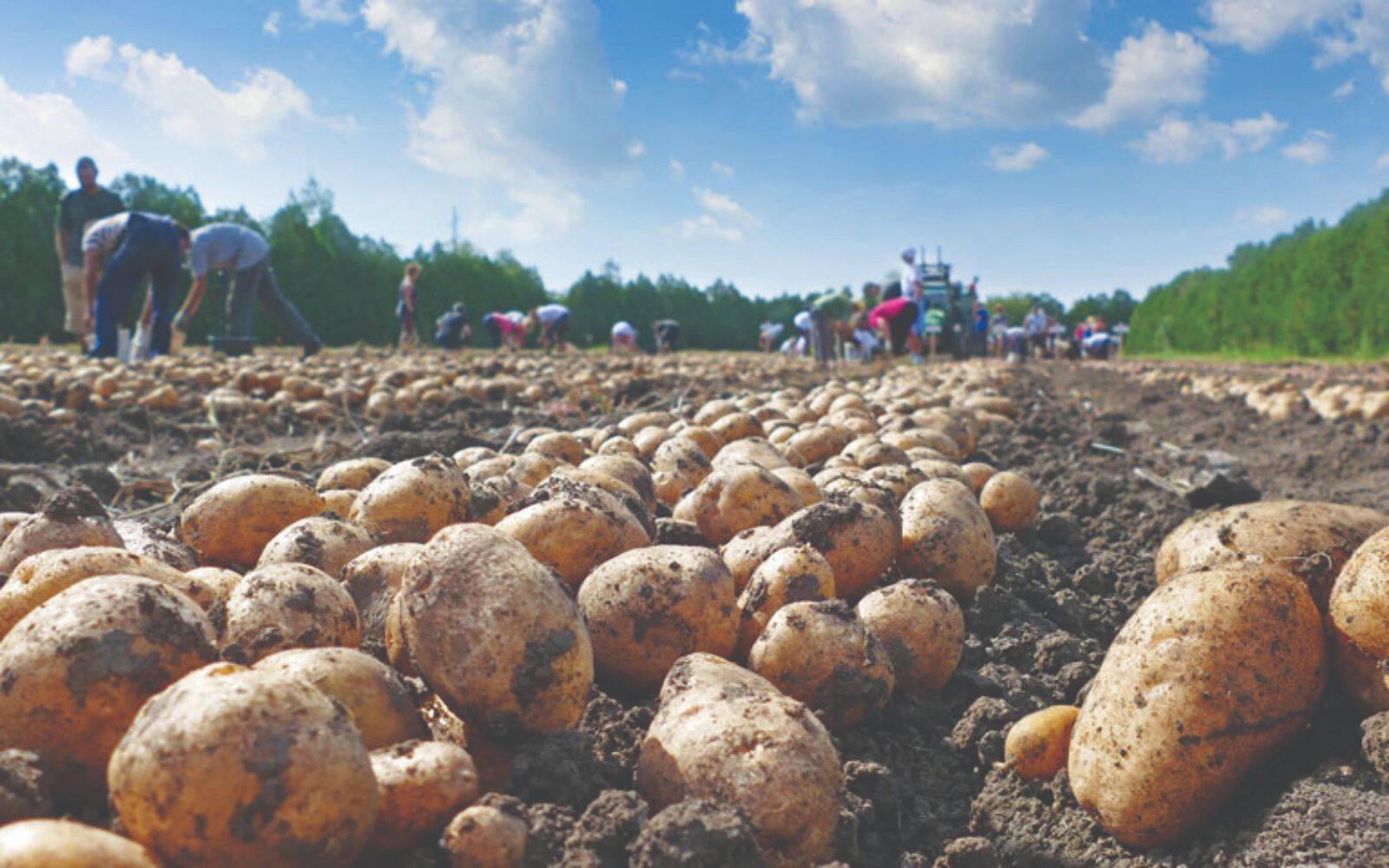 uzgoj krumpira u sušnim uvjetima