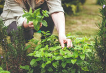 Jesenski radovi u ljekovitom i začinskom vrtu