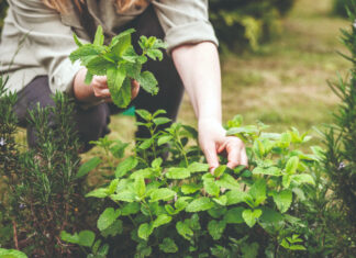 Jesenski radovi u ljekovitom i začinskom vrtu