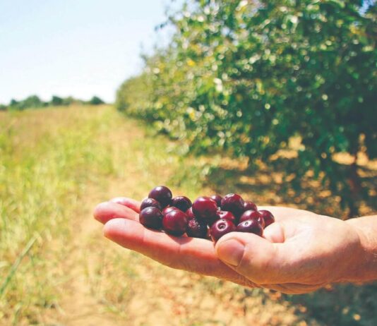 Maraške ne damo ispod pet