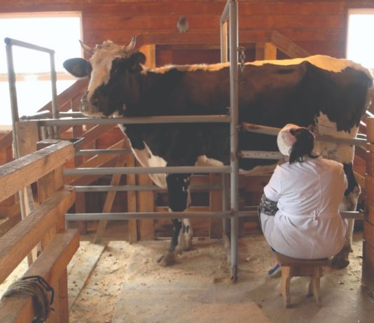 mastitis test