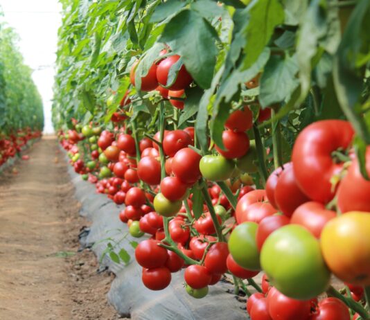 AGROCHEM MAKS-ov - program novih