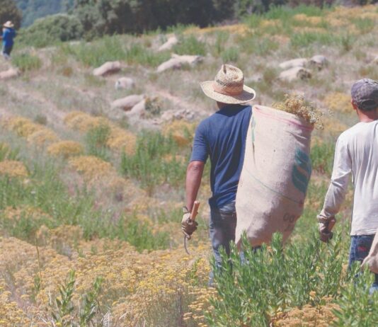 Hit kulture – utrka za zaradom na kratke staze