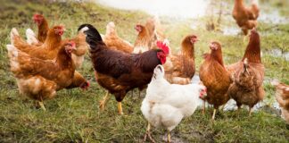 Ekološki biocid InsectoSec® za suzbijanje tekuti i ostalih parazita