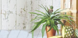 Sobne biljke za vaš dom