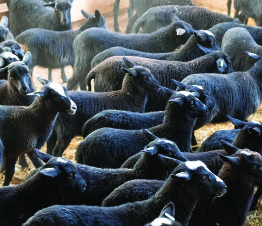 Uspješna farma ovaca "QUEEN SHEEP": Borba je tek počela! - INTERVJU