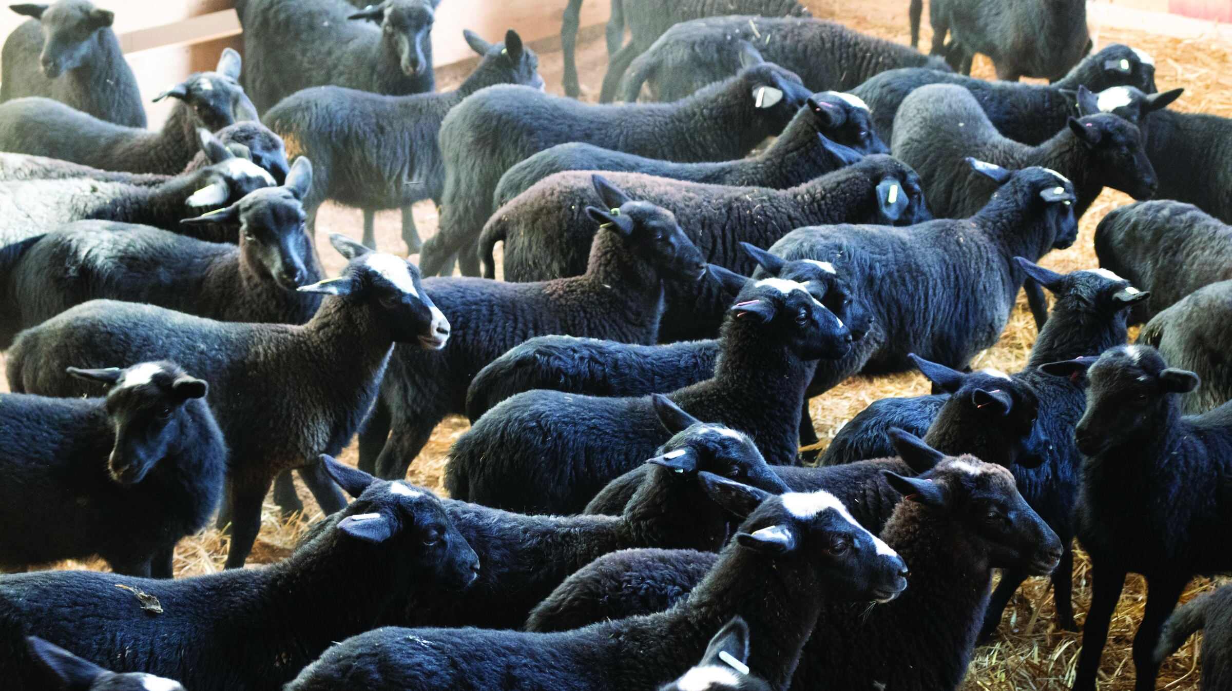 Uspješna farma ovaca "QUEEN SHEEP": Borba je tek počela! - INTERVJU