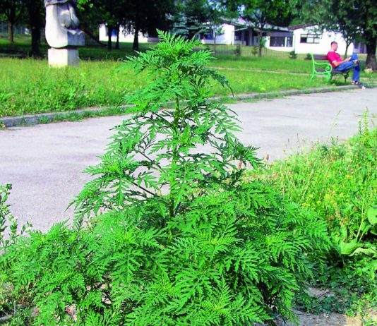 Ambrozija – ekonomski značajna korovna vrsta i jaki alergen ambrozija