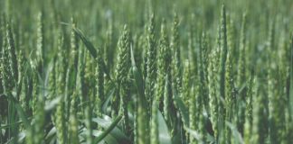 nove linije ouzime pšenice pšeica otporna na stresove