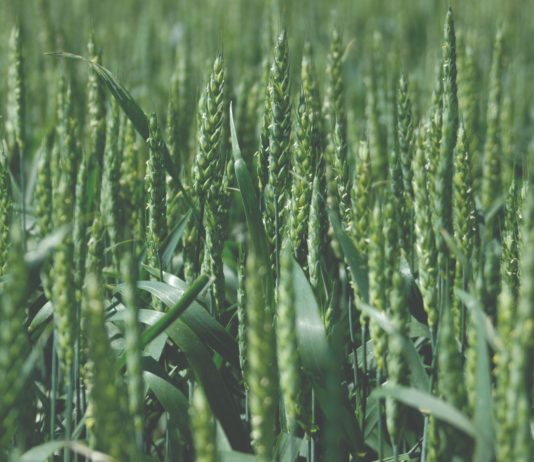 nove linije ouzime pšenice pšeica otporna na stresove