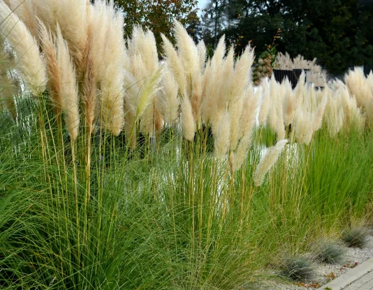 Pampas trava – skrivena opasnost u vašem vrtu