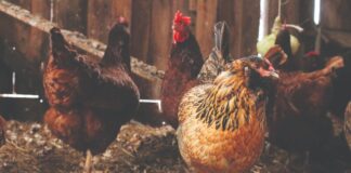 Prirodni antibiotici za perad