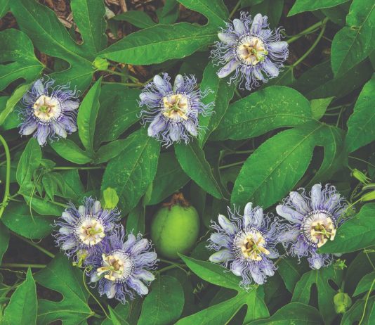 Rajski cvijet kao prirodni sedativ rajski cvijet pasiflora