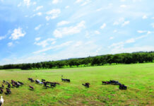 Mjere za poboljšanje hrvatskih pašnjaka