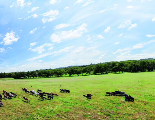 Mjere za poboljšanje hrvatskih pašnjaka