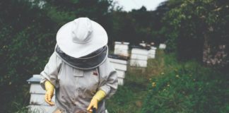 kraj pčelarske sezone priprema pčela za prezimljavanje