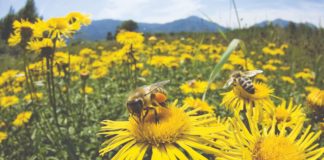 prihranjivanje i paše pčela