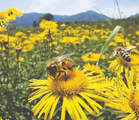 prihranjivanje i paše pčela
