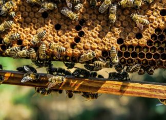 razmnožavanje pčelinjih zajednica