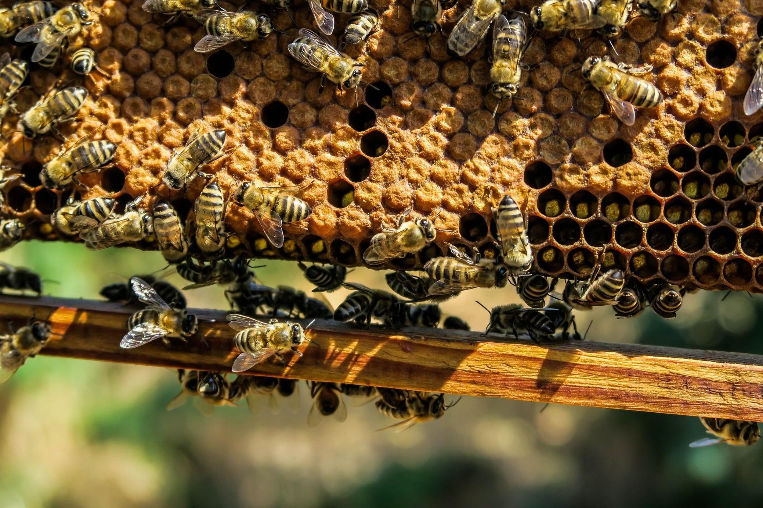 Kako funkcionira pčelinja zajednica?