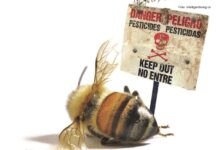 djelovanje insekticida na pčele djelovanje pesticida na pčele pesticidi i pčele