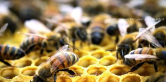 preduga jesen u pčelinjaku za pčele