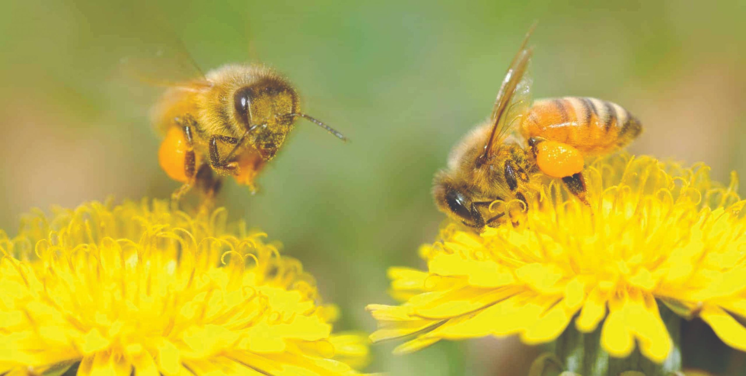 pčelinje paše pčele