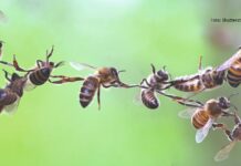pčelarenje pčelinje zajednice