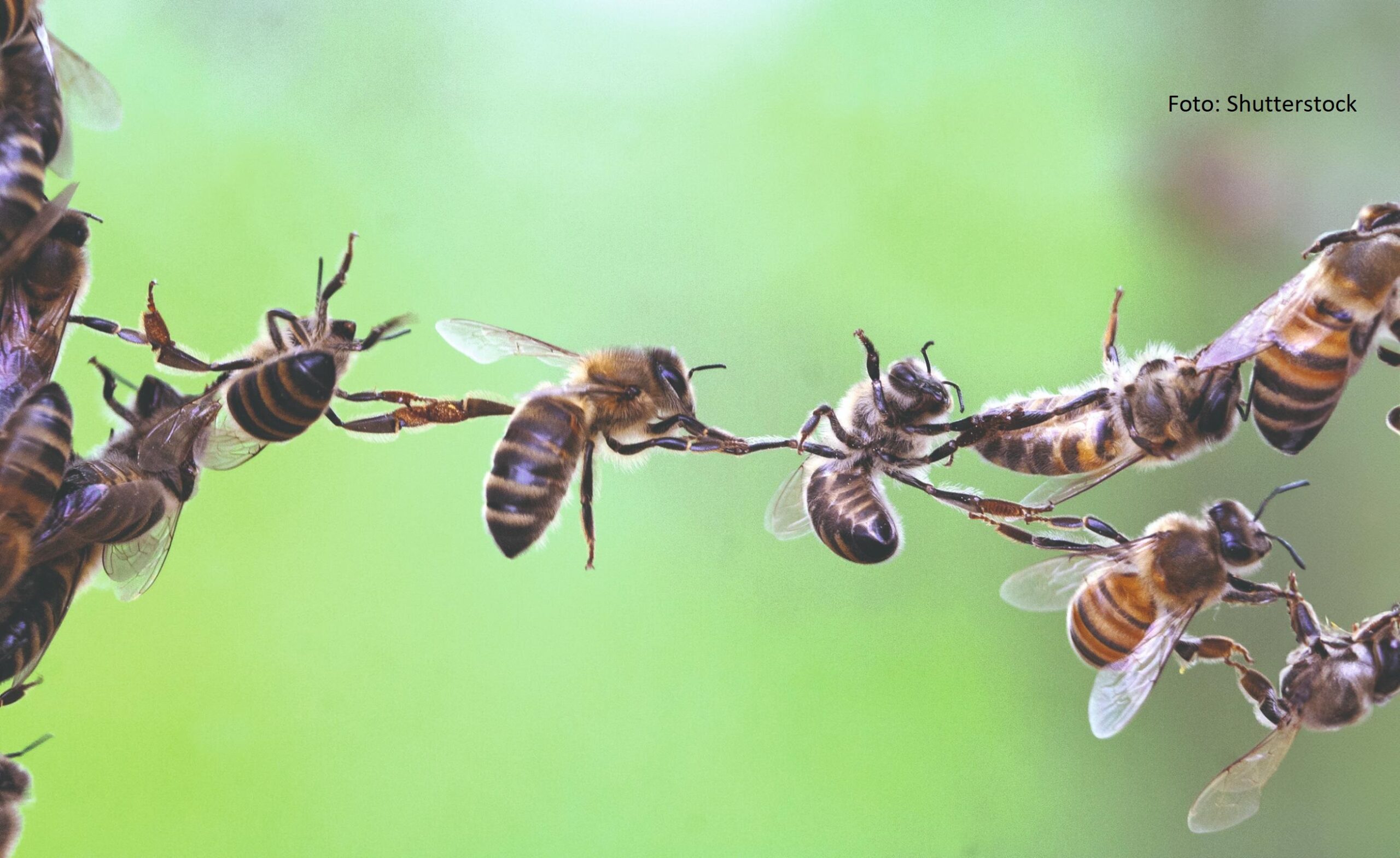 pčelarenje pčelinje zajednice