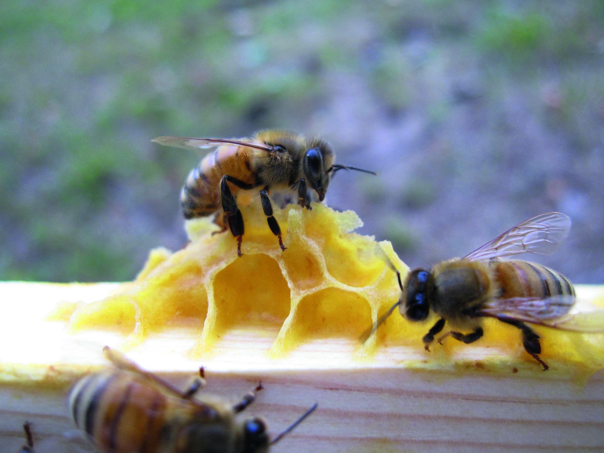 vosak u košnici pčelinji vosak