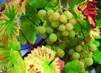 bolesti grožđa bolesti vinove loze
