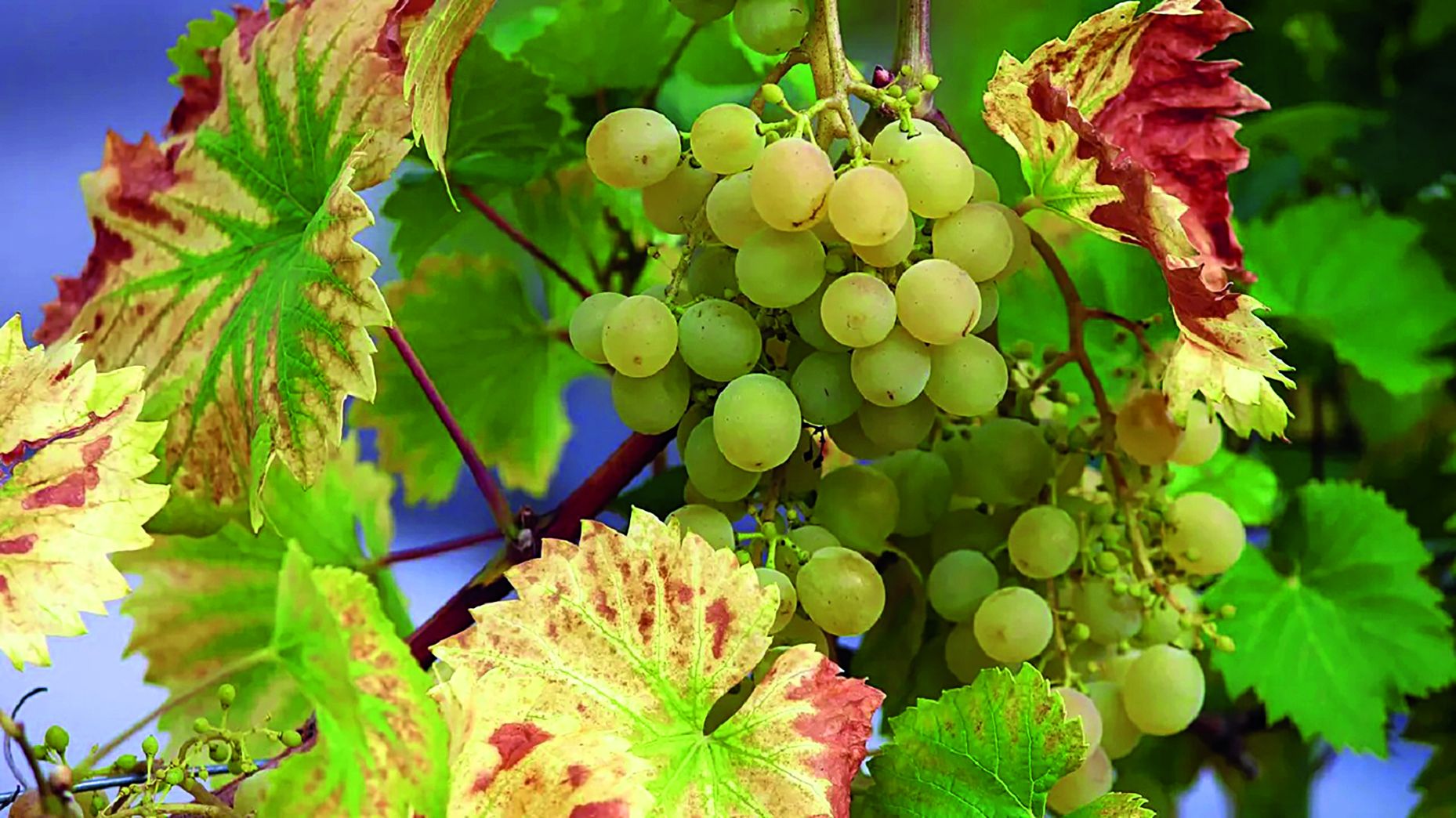 bolesti grožđa bolesti vinove loze