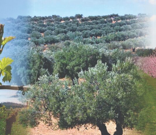 Proljetna prihrana voćnjaka, maslinika i vinograda Proljetna prihrana voćnjaka