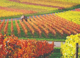 Gnojidba vinove loze u jesen
