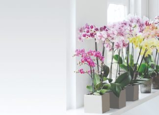 orhideje uzgoj orhideja