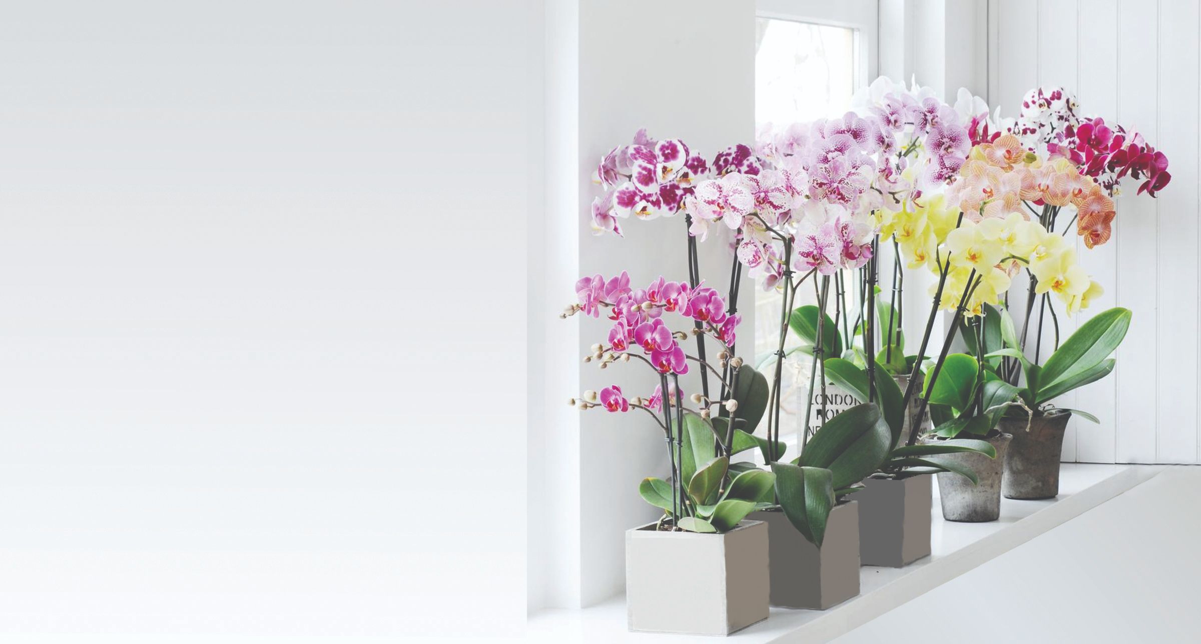 orhideje uzgoj orhideja