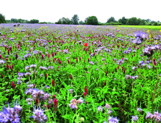 Što poljoprivrednici trebaju znati o sustavu uvjetovanosti i socijalne uvjetovanosti?